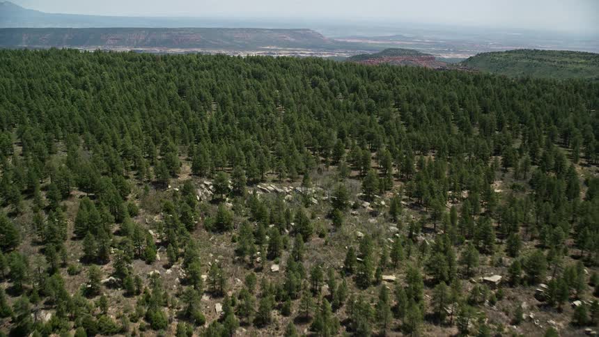 Aerial footage of a lush deciduous forest in Manti-La Sal National Forest Utah as the camera approaches and tilts down to capture the beauty of the trees and the scenic mountain valley