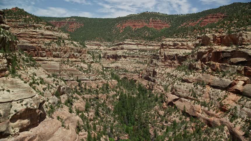 Aerial footage of trees and desert plants in Arch Canyon Utah as the camera pans to the right