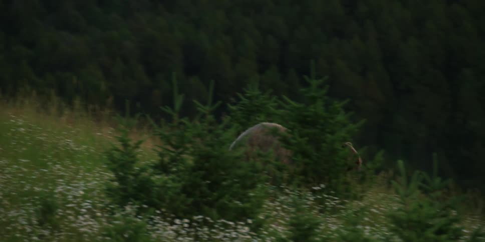 A grizzly bear runs across a grass field in a forest