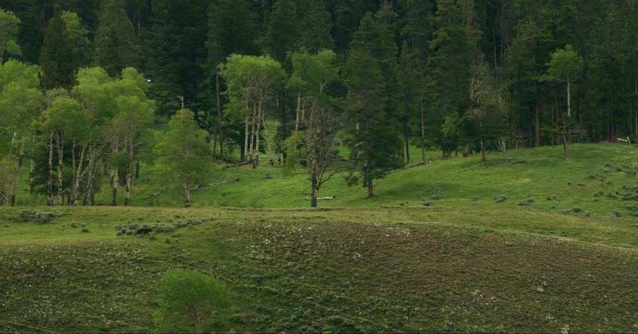Wolf runs along a ridgeline