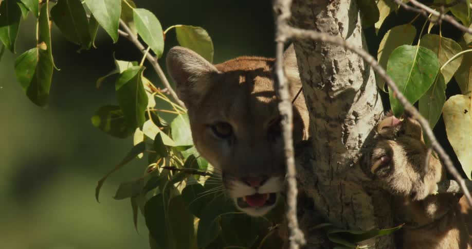 A mountain lion in a tree during the day