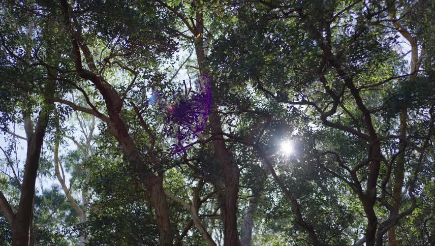View of a forest with the sun in the background