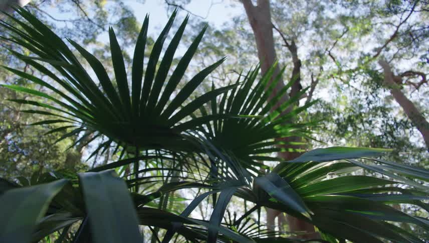 The forest is filled with trees and plants as the sun shines down