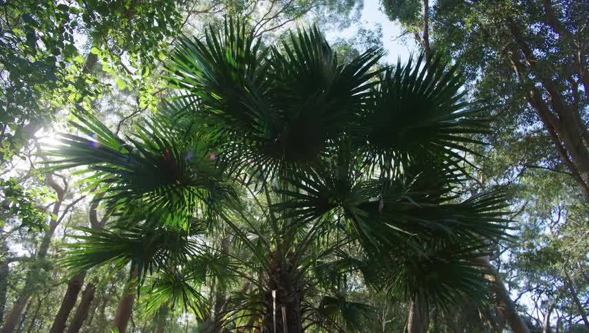 The sun shines through palm trees in the forest