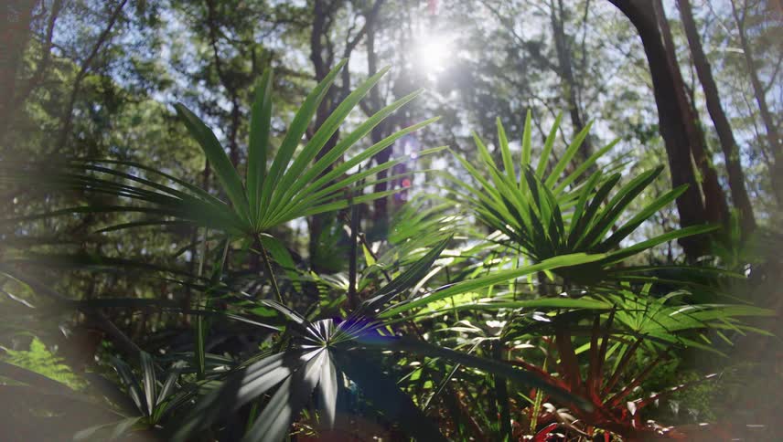 Tropical biome with sunlight reflections in a forest
