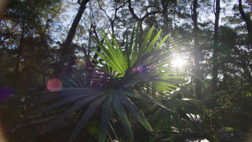 Palm plant in green forest