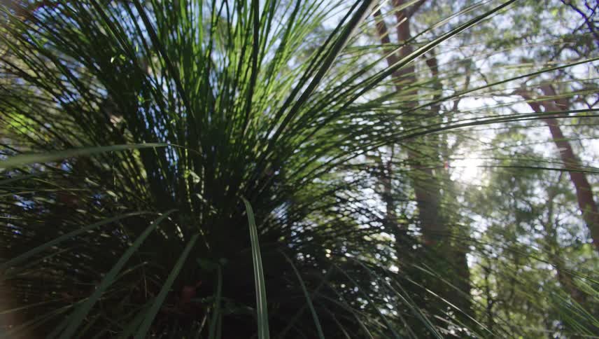 Sun shines through trees onto plant with long leaves