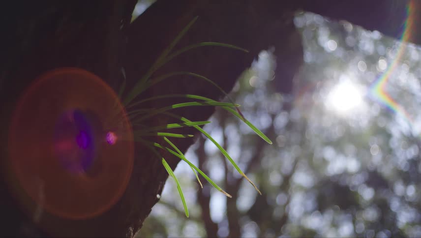 The sun shines on green plant on tree trunk in the forest
