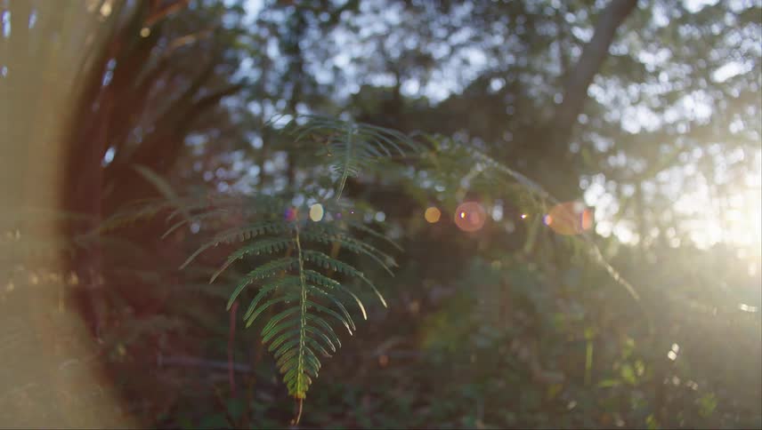The forest is filled with trees as the sun shines through the leaves of the trees