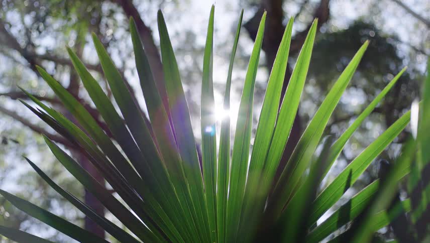 The sunlight cascades through the forest illuminating a palm frond in view