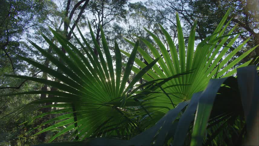 Tropical biome from within a forest with sunlight rays