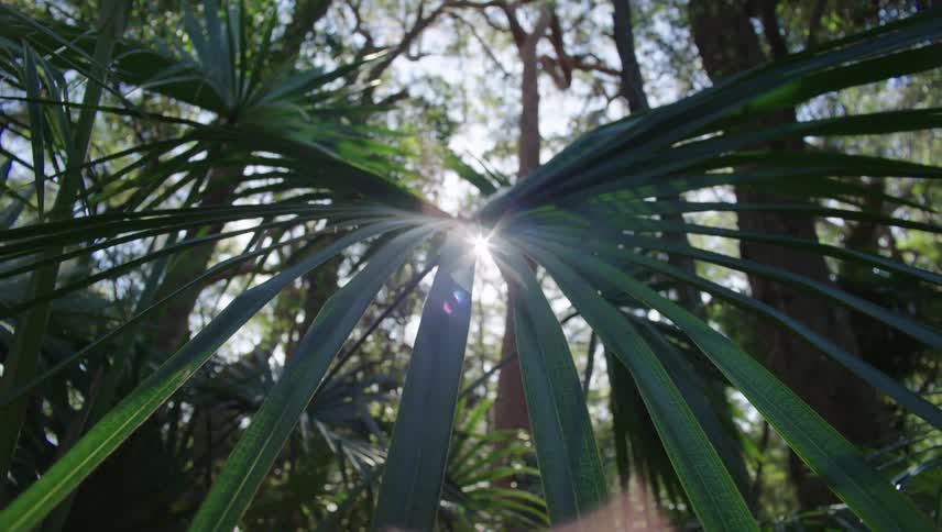 Closeup of leaves in a tropical biome forest with sunlight reflections