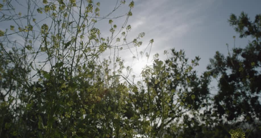 Sun shining through some treetops