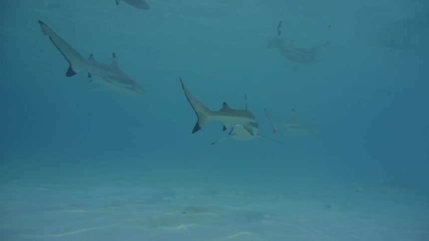 Fish swimming underwater during the day