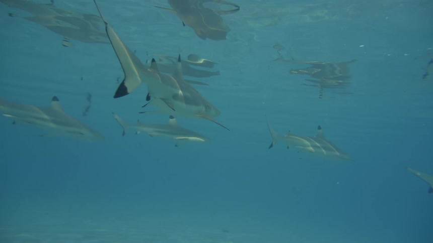 Several sharks swimming in crystal clear waters