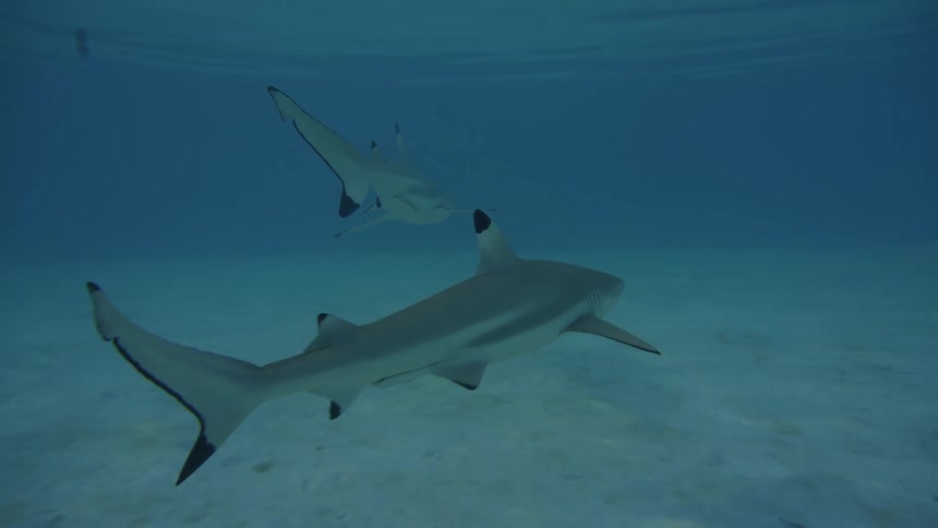 Series of sharks swimming under the ocean