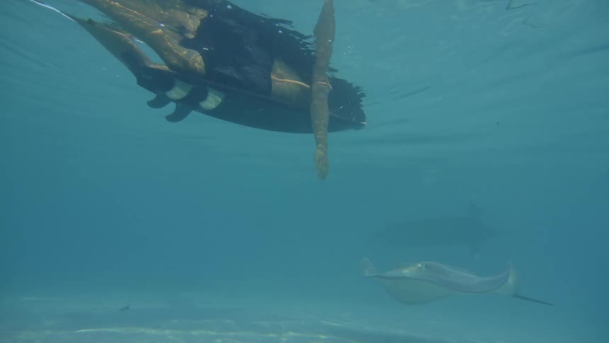 View of a person on a surfboard trying to touch rays with their hand