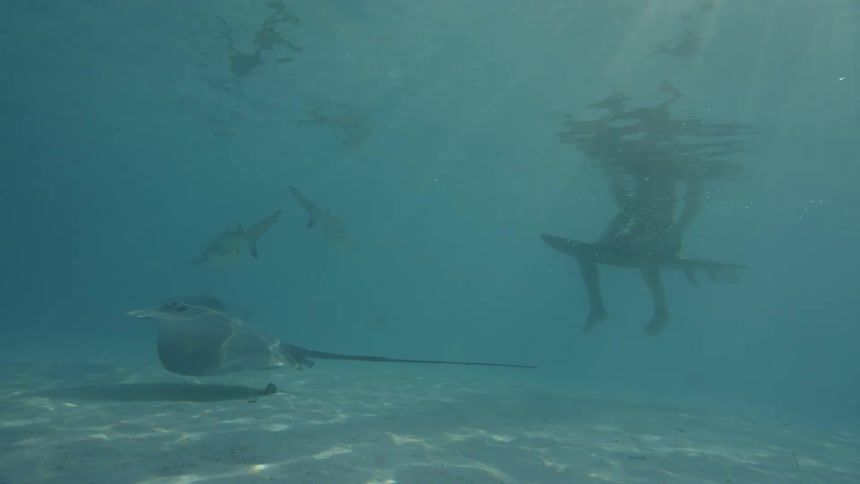 View from inside the sea of rays and sharks swimming with the legs of a man sitting on his surfboard