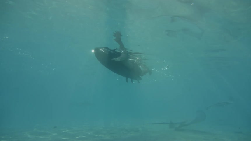 Stingrays swimming near the sandy bottom as a surfer stretched out on his board paddles above