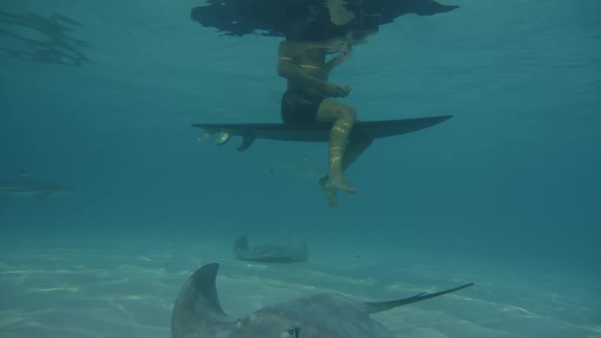 Man with swimming shorts sits on surfboard while stingrays and sharks swim in water