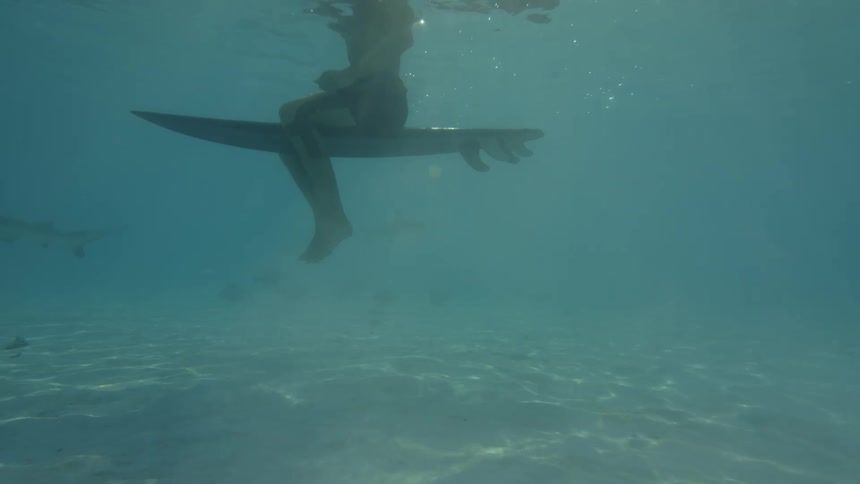Man sits on a surfboard in the sea surrounded by fish and sharks