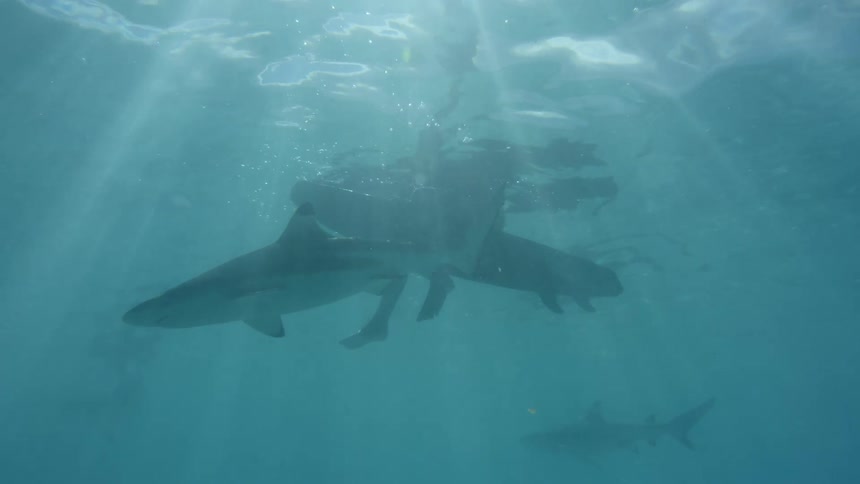 View from inside the sea with sharks swimming around a person on a surfboard