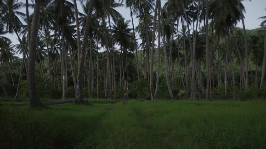 A natural environment with palm trees and a tropical biome with a man in the background