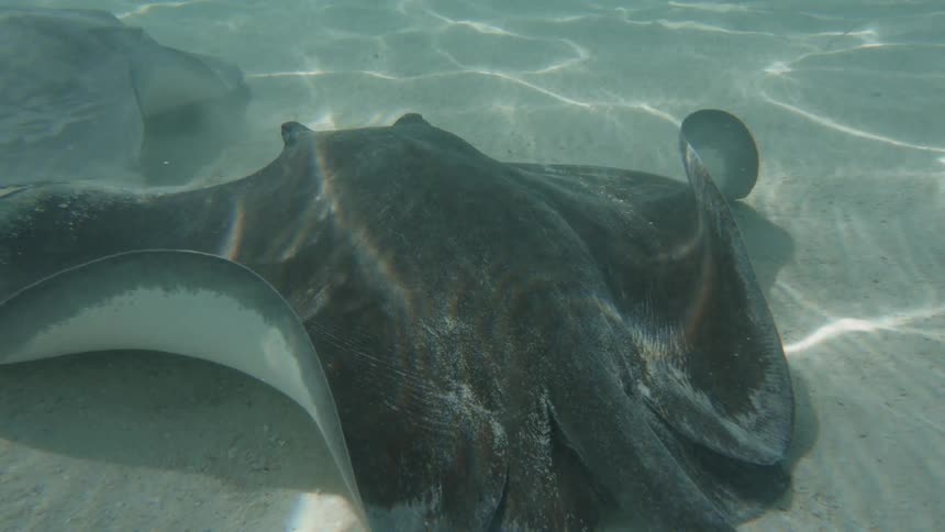 Stingrays in motion from inside the sea with clear sand and crystalline water and sunlight rays