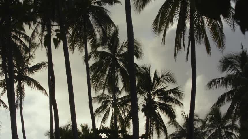 Palm trees silhouetted against a cloudy sky