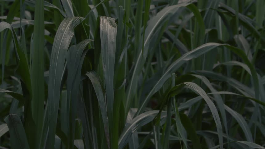 Big leaves of a plantation during the cloudy day