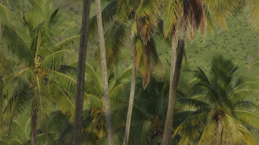 Tall palm trees are on the island