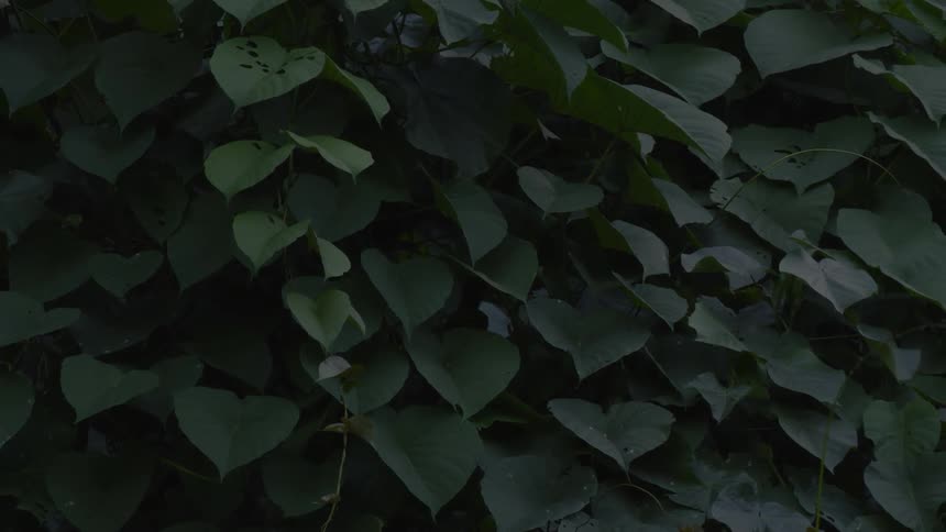 The vines are green and covering everything