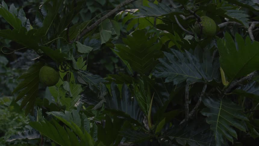 Plants and leaves in a tropical biome forest