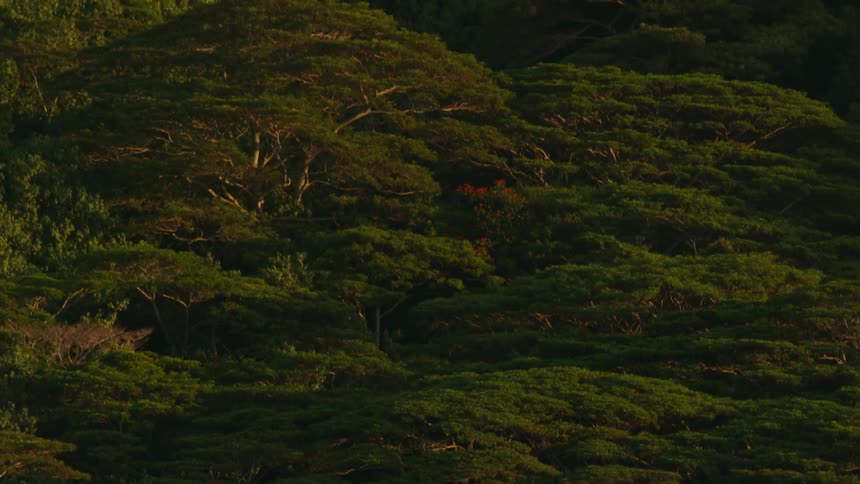 Aerial of the rainforest during sunset