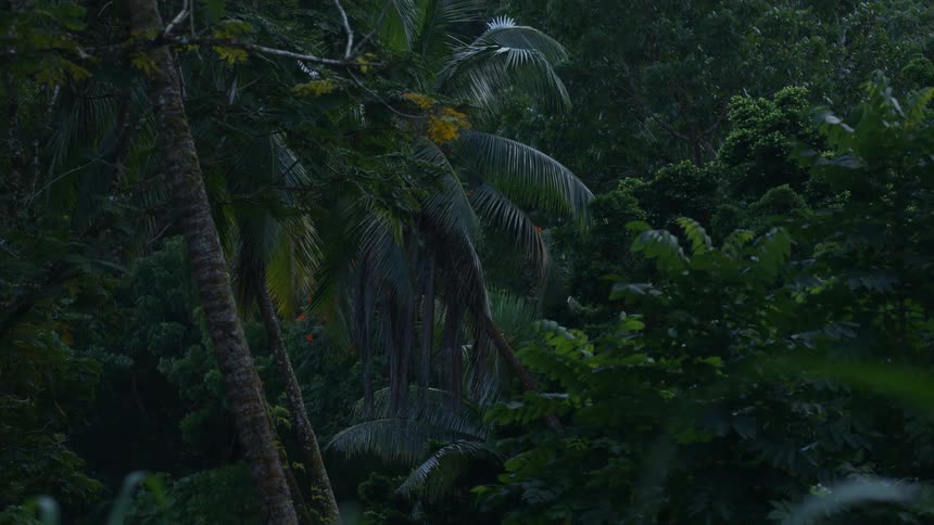View of a forest with a tropical biome in the late afternoon