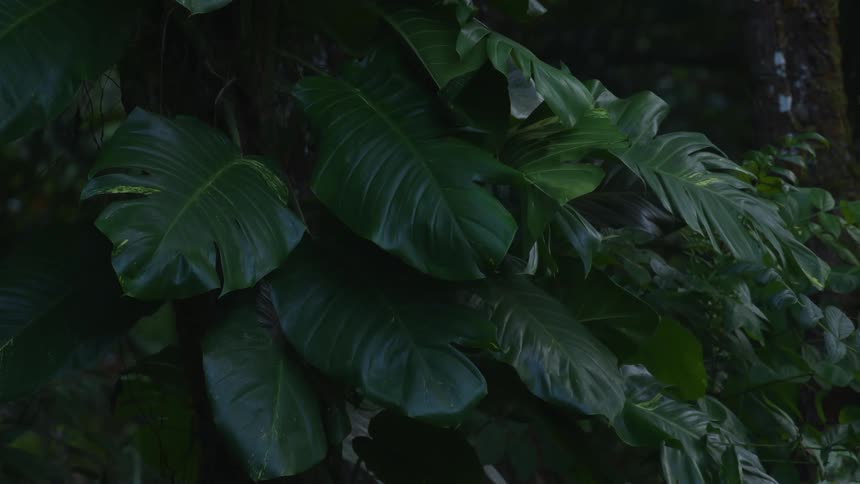 The forest is lush and full of greenery