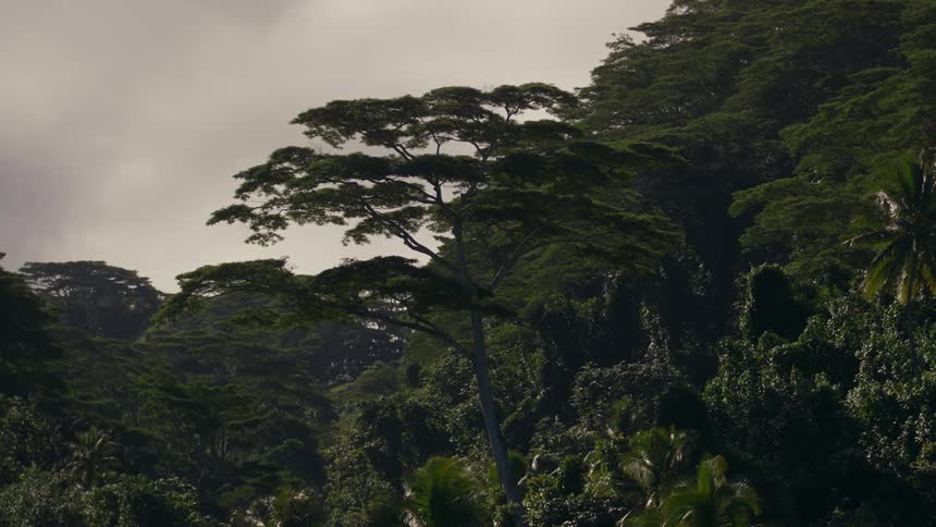 Tropical forest with big trees and palm trees