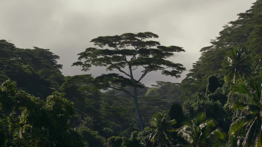 A tree in the middle of the tropical jungle