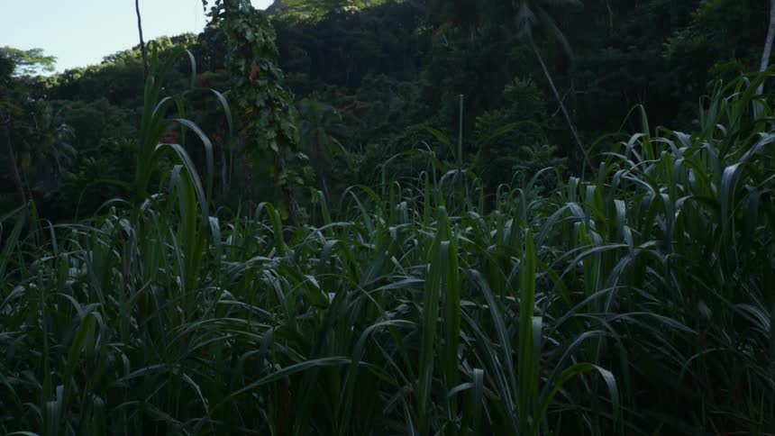 A forest with tall vegetation and above there is a huge mountain