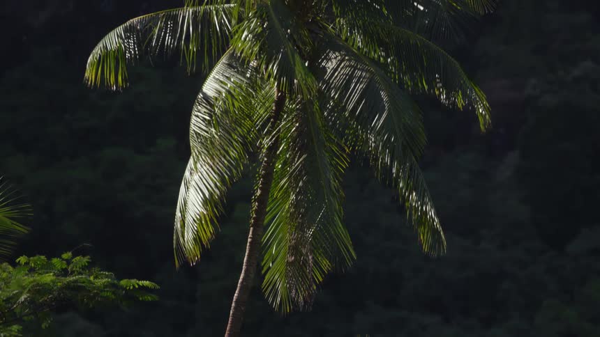 Palm trees waving in the wind