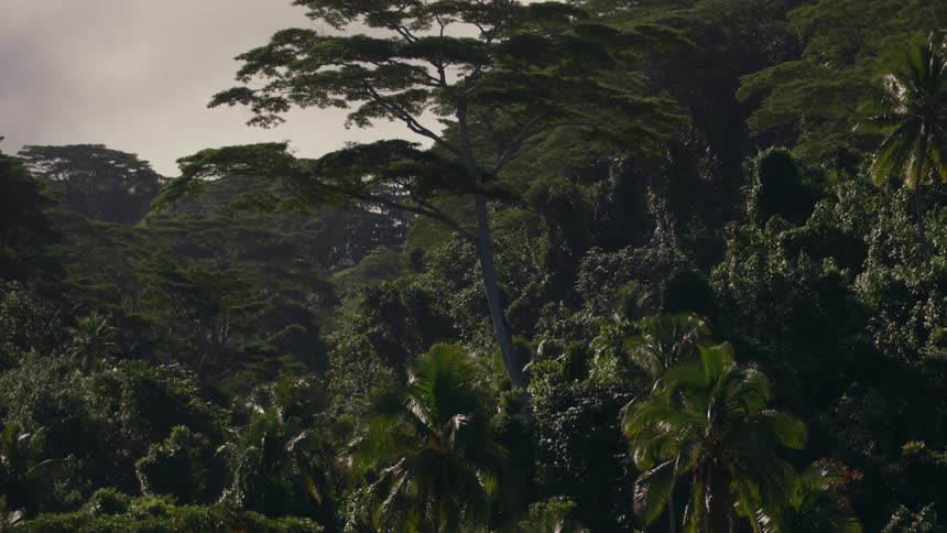 View of a forest with palm trees on a cloudy day