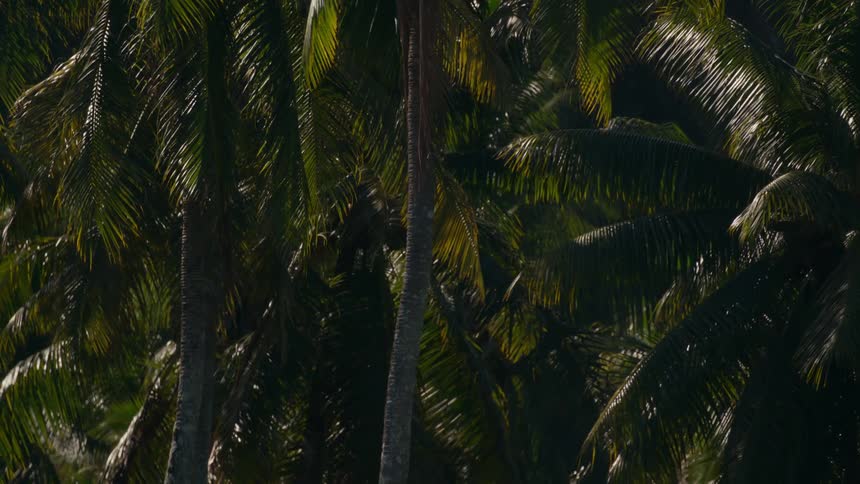The wind is blowing the palm trees