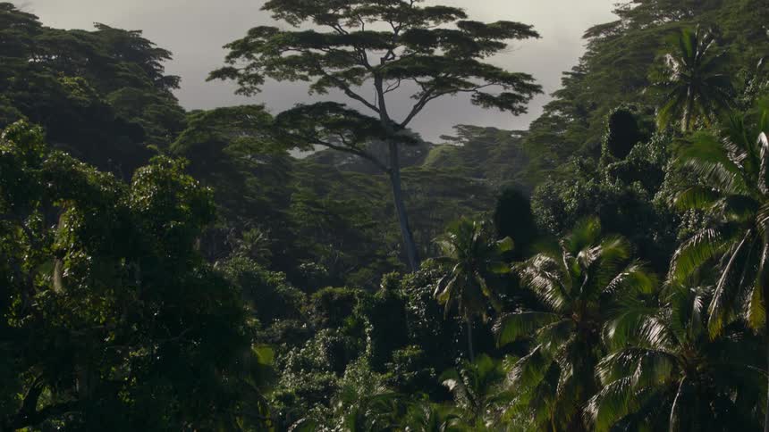 Tropical forest with palm trees and exotic trees