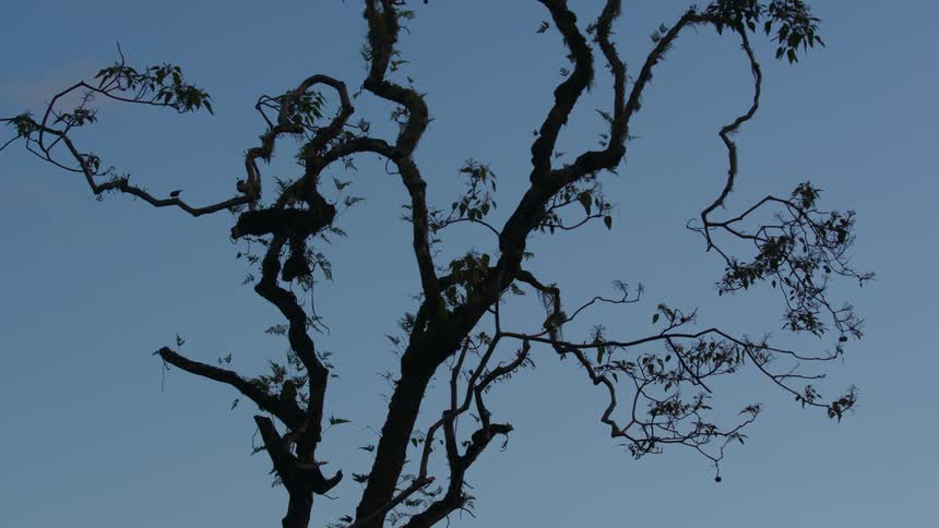 A small bird jumps on the tree branch