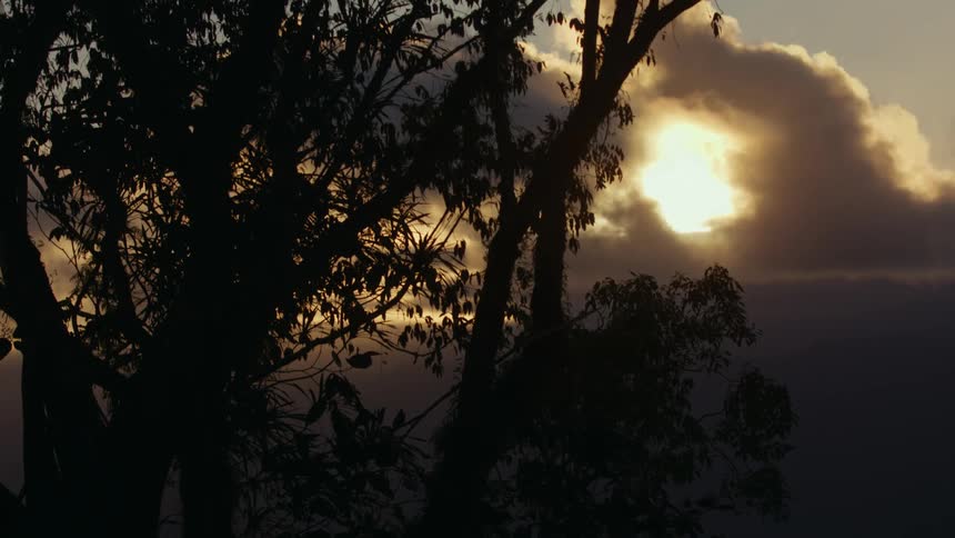 Tropical forest with exotic trees during sunrise