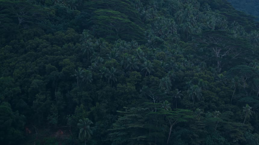 View of nature filled with various species of trees in a forest