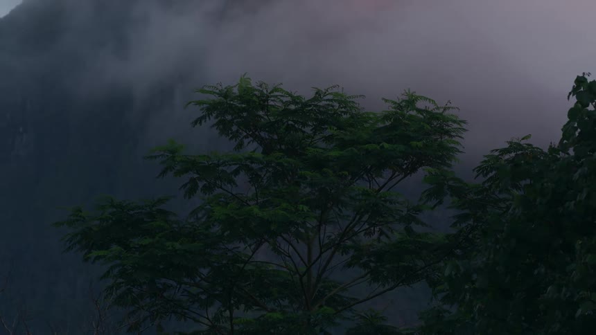 Trees with leaves swaying in the wind and behind them a massive mountain covered in mist
