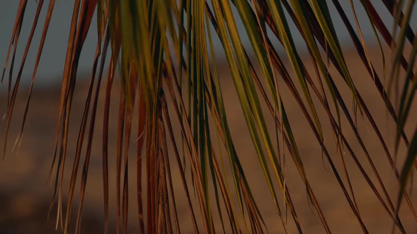 A palm tree is hanging by the shore