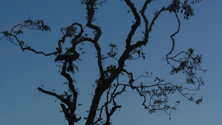 A barren tree is under the clear sky