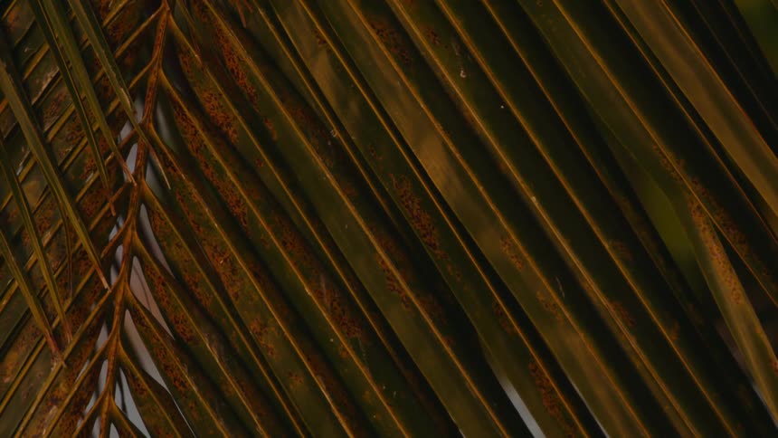Palm leaves with green and yellow coloring